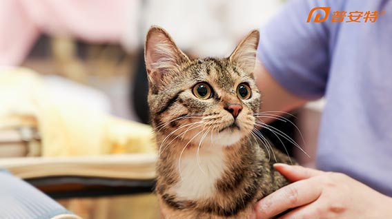 【元·动态】黑猫警长×普安特,共同助力流浪动物“宠”启新生活